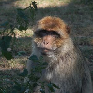 Barbary macaque 110722