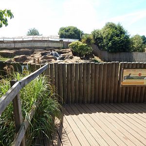 Asian small-clawed otter enclosure 110722
