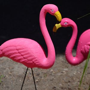 Phoenicopterus plasticus