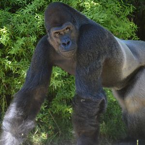 Gorilla gorilla gorilla