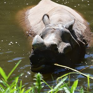 Rhinoceros unicornis, Taj and Glenn, having a pool party