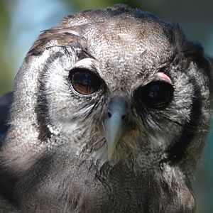 Bubo lacteus, Jibini