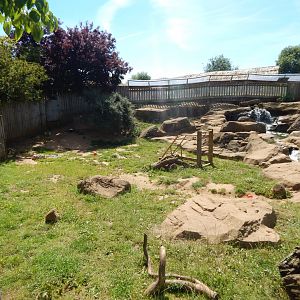 Asian small-clawed otter enclosure 110722