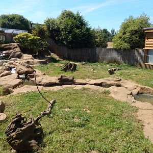 Asian small-clawed otter enclosure 110722