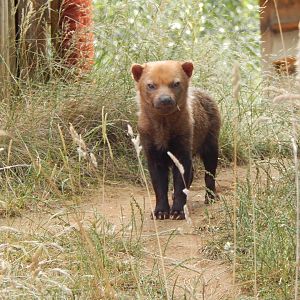 Bush dog 110722