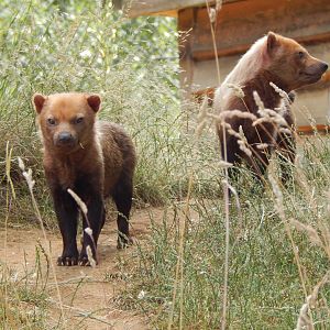 Bush dogs 110722