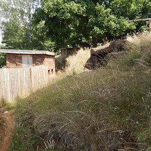 Bush dog enclosure 110722