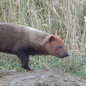 Bush dog 110722
