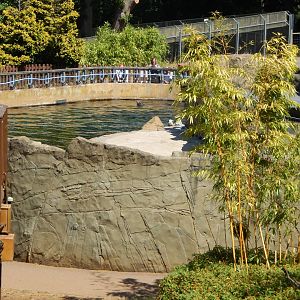 California sea-lion enclosure 110722