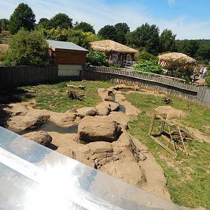 Asian small-clawed otter enclosure 110722