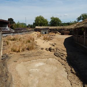 Desert Springs - Crested porcupine exhibit 110722