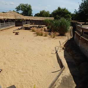 Desert Springs - Yellow mongoose exhibit 110722