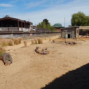 Desert Springs - Crested porcupine exhibit 110722