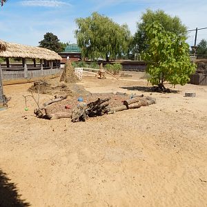 Desert Springs - Meerkat exhibit 110722