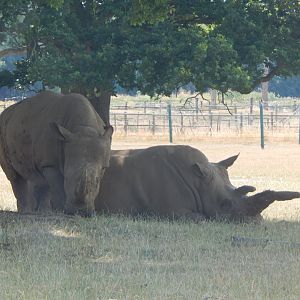 Southern white rhinoceroses 110722