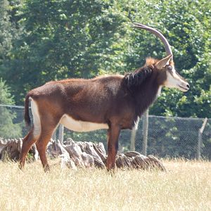 Sable antelope 110722