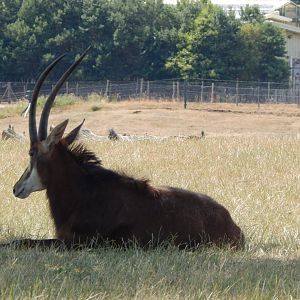 Sable antelope 110722