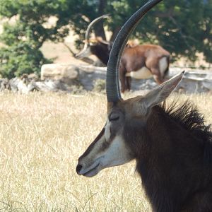 Sable antelope 110722