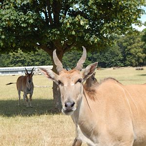 Common eland 110722