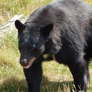 American black bear 110722