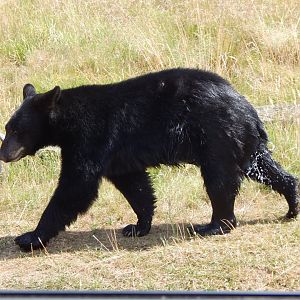 American black bear 110722