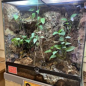 The Dissscovery Zone - Golden mantella exhibit 110722