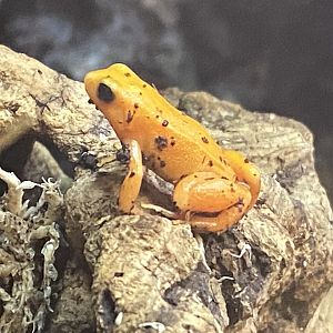 The Dissscovery Zone - Golden mantella 110722