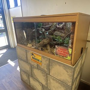 The Dissscovery Zone - Pueblan milk snake exhibit 110722