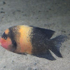 Damba - Paretroplus damii