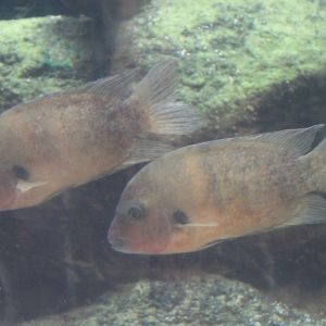 Damba's - Paretroplus damii