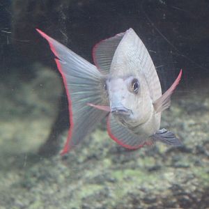 Menarambo cichlid - Paretroplus menarambo