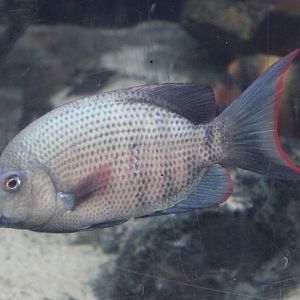 Menarambo cichlid - Paretroplus menarambo