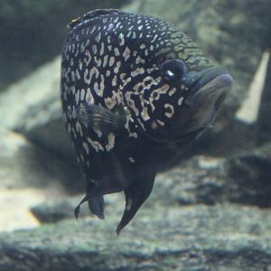 Black diamond cichlid - Paratilapia sp. andapa