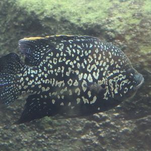 Black diamand cichlid - Paratilapia sp. andapa