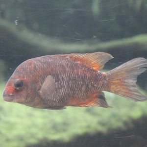 Kotsovato cichlid - Paretrplus kieneri