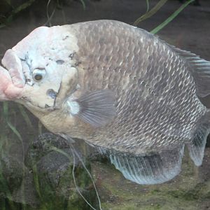 Giant gourami