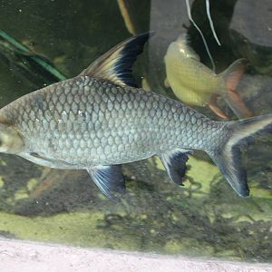 Tricolor shark-minnow