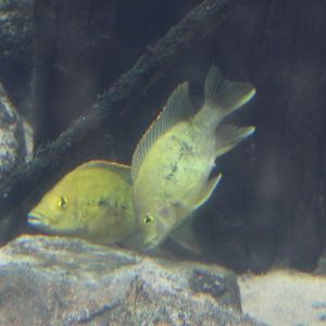 East coast cichlids - Ptychochromis grandidieri