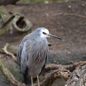 White-faced heron (Egretta novaehollandiae)