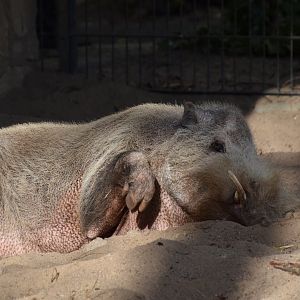 Bornean bearded pig (Sus barbatus barbatus)