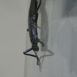 Lord Howe Stick Insect (Dryococelus australis)