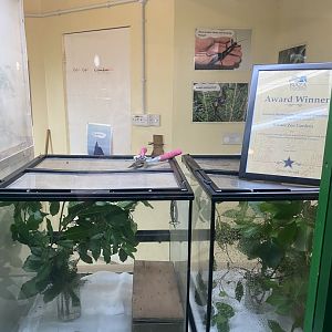 Lord Howe Stick Insect Setup