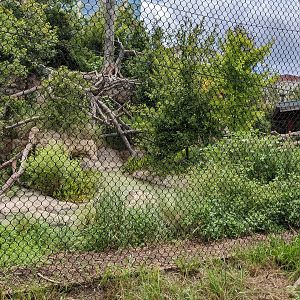 Pantanal - Jaguar (second view)