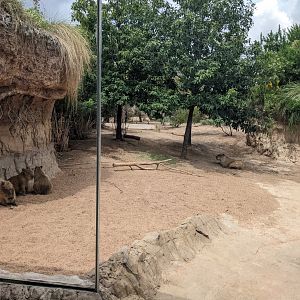 Pantanal - Capybara on a very hot day