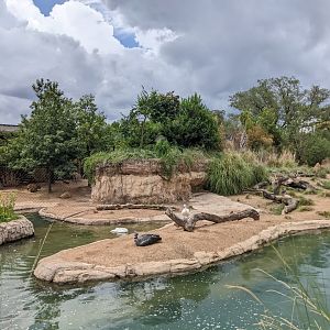 Pantanal - Mixed species (viewing 1)