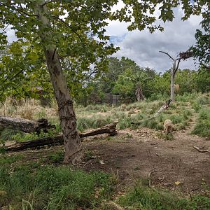 Pantanal - Mixed species (viewing 2)