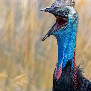 Johnston's Cassowary / 27-7-22 / Hamerton