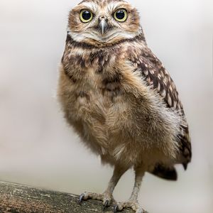 Burrowing Owl Chick / 27-7-22 / Hamerton