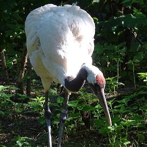 Red-crowned crane (Grus japonensis) (07/22)