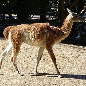 Guanaco (Lama guanicoe) (07/22)